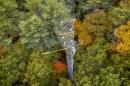 研究 tower in a forest, shot from above with fall colors emerging